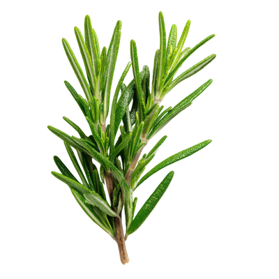 Rosemary