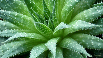 Aloe Vera